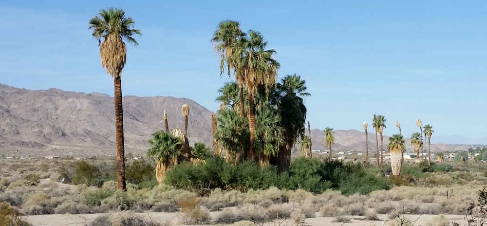 The stand of California fan palms at the Oasis of Mara near Joshua Tree National Park